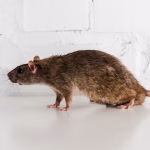 Hantavirus.jpg