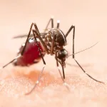 Egypt is certified malaria-free by WHO