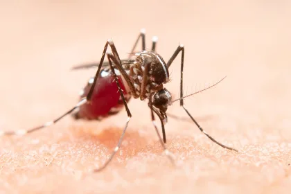 Egypt is certified malaria-free by WHO