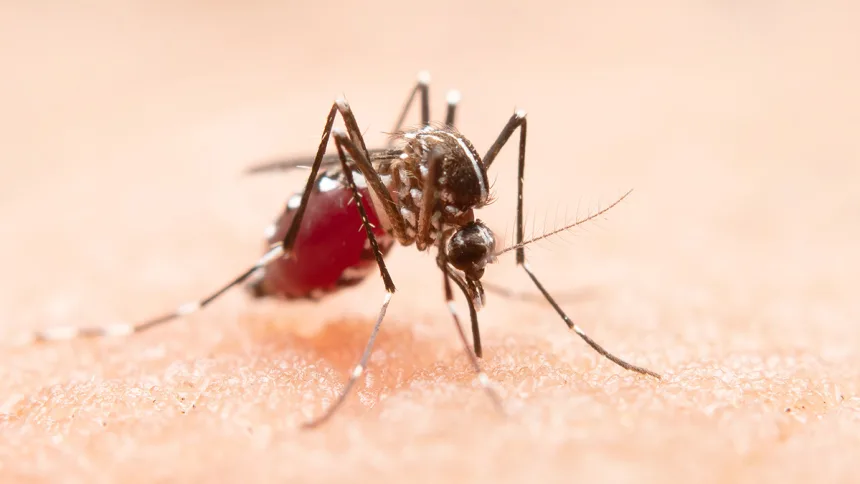 Egypt is certified malaria-free by WHO