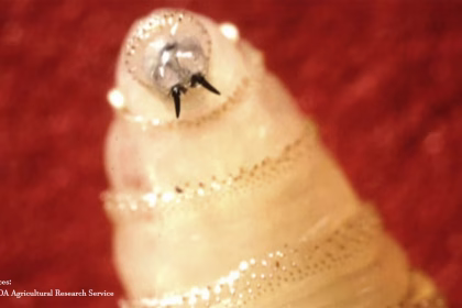 Screwworm Parasite