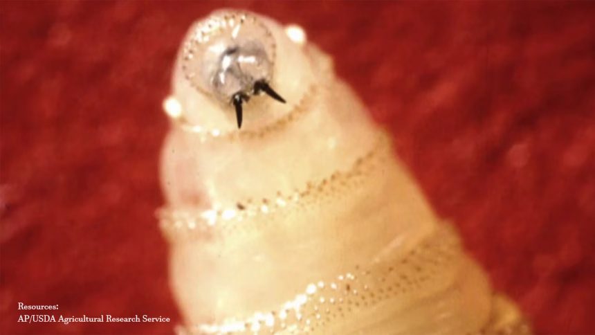 Screwworm Parasite