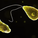 brain-eating amoeba