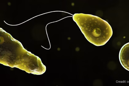 brain-eating amoeba