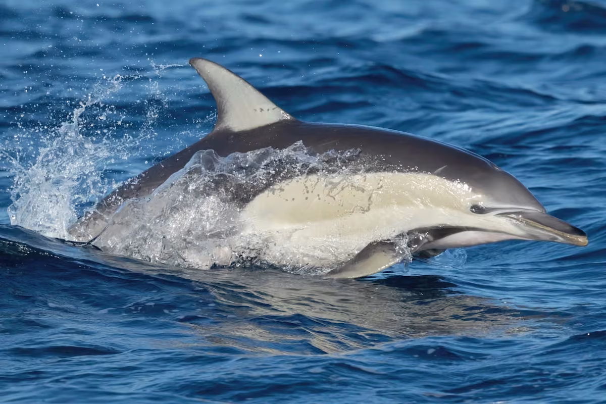 Dolphin Dies From H5 Bird Flu in South Australia as Wildlife Concerns Grow