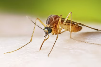 West Nile Virus Often Hides in Plain Sight Until It Doesnt
